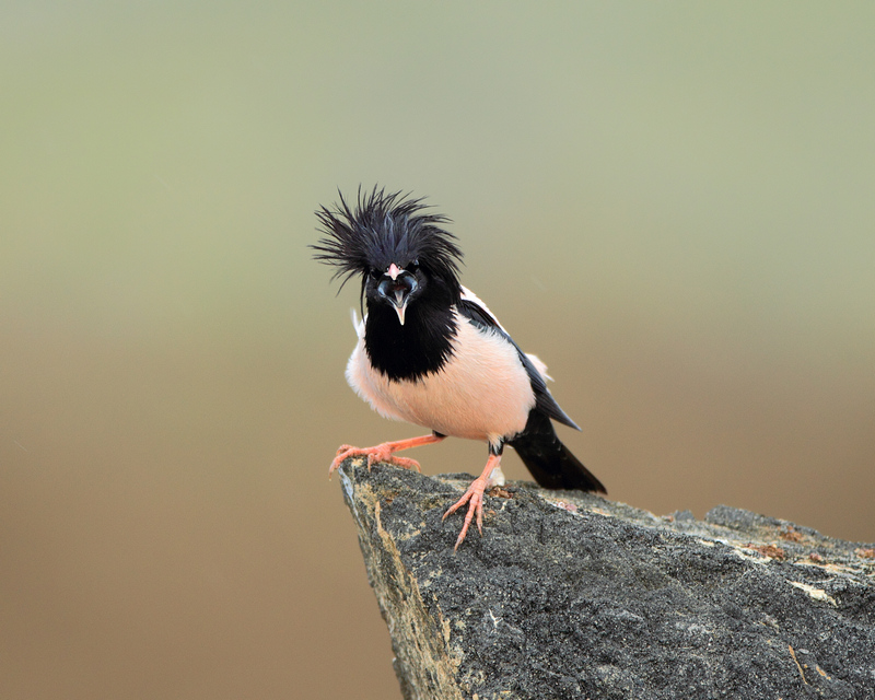 粉红椋鸟风情万种粉红椋鸟