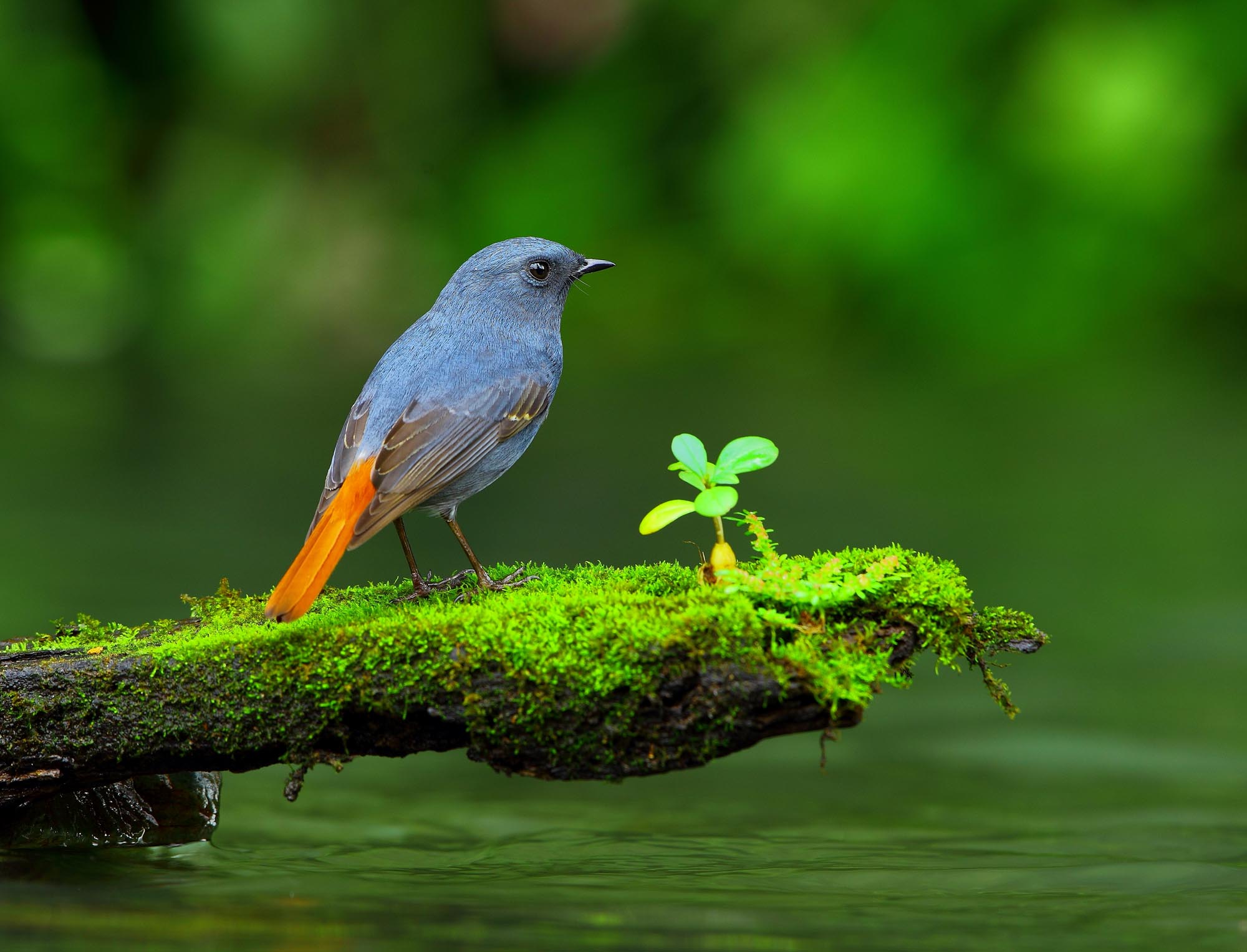 红尾水鸲 - 林鸟版 forest birds 鸟网