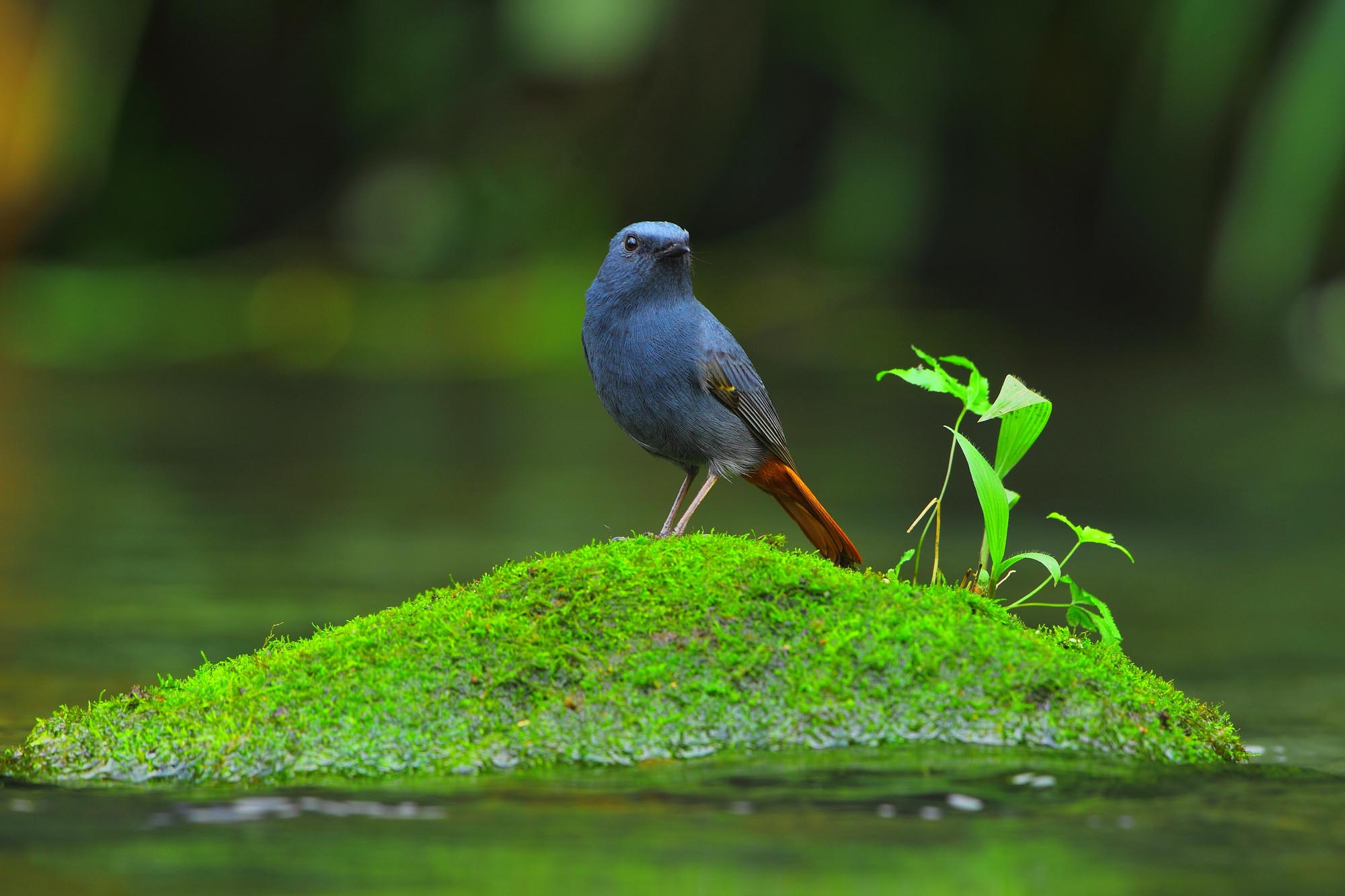 红尾水鸲 - 林鸟版 forest birds 鸟网