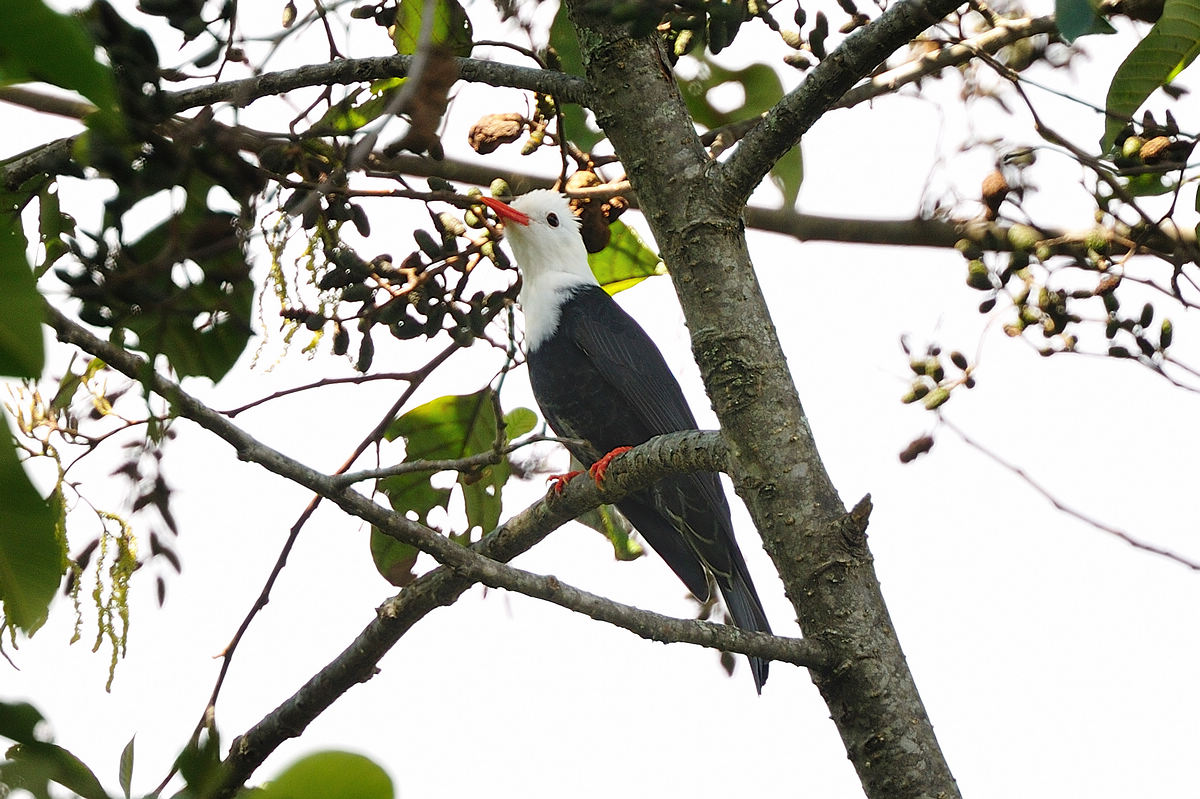 黑短脚鹎(白头型)