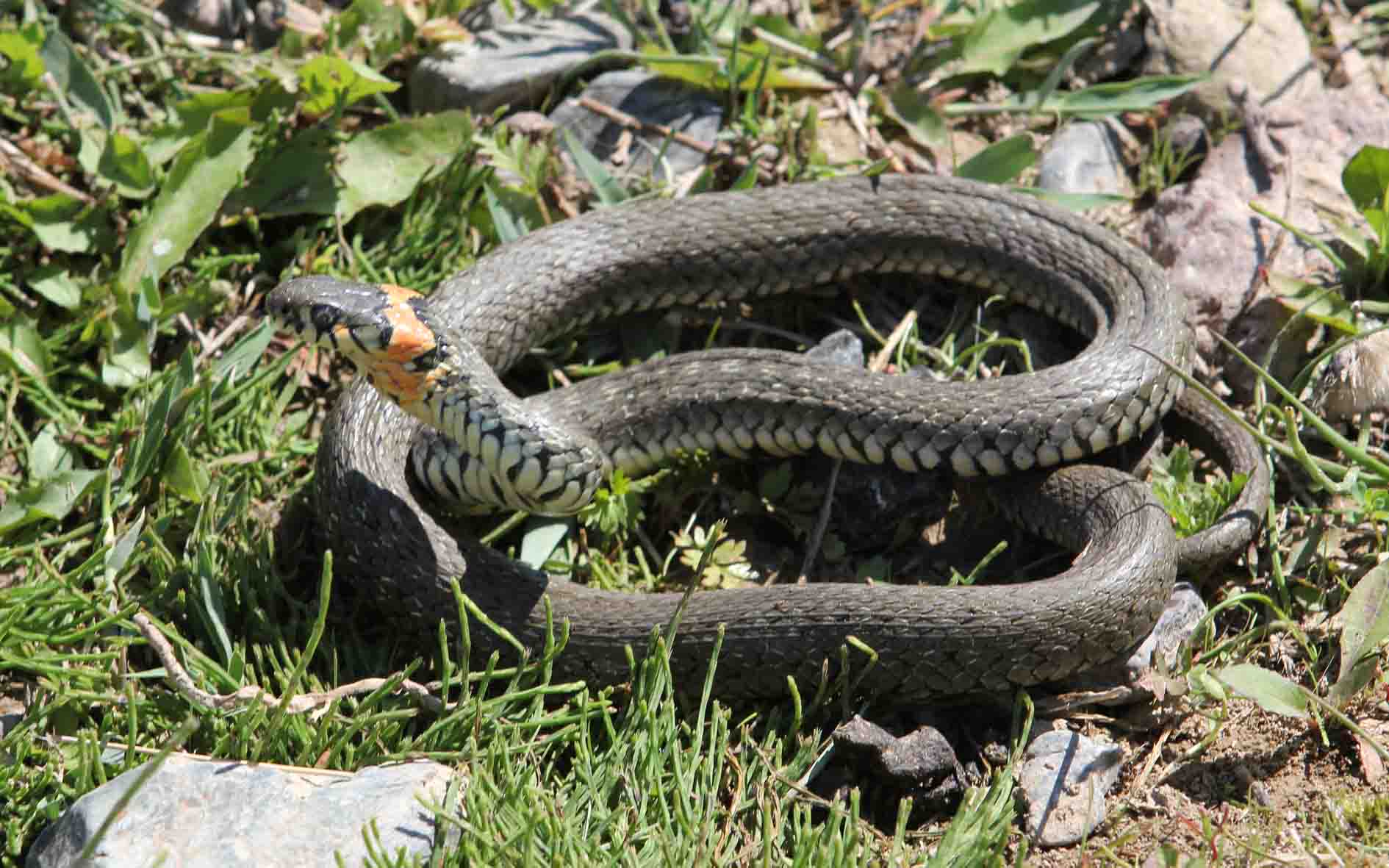蝮蛇和水蛇的图片图片