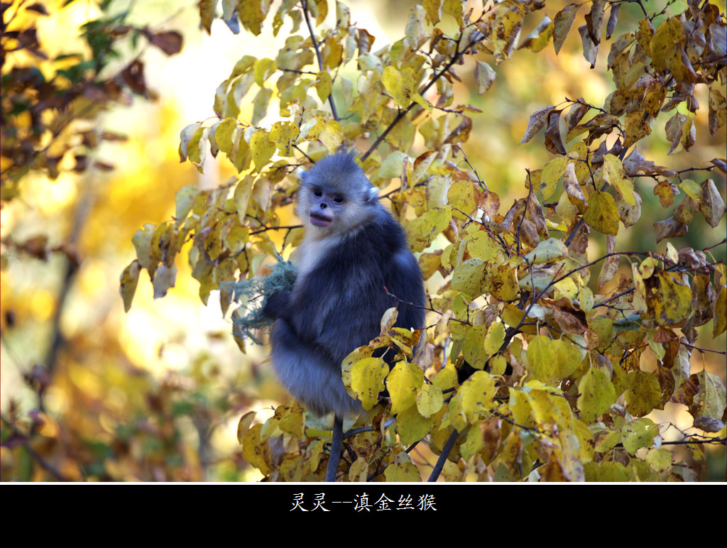 滇金丝猴 - 野生动物版 鸟网