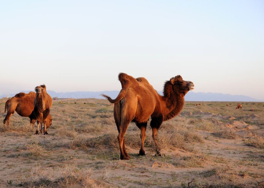 荒原戈壁上的野骆驼