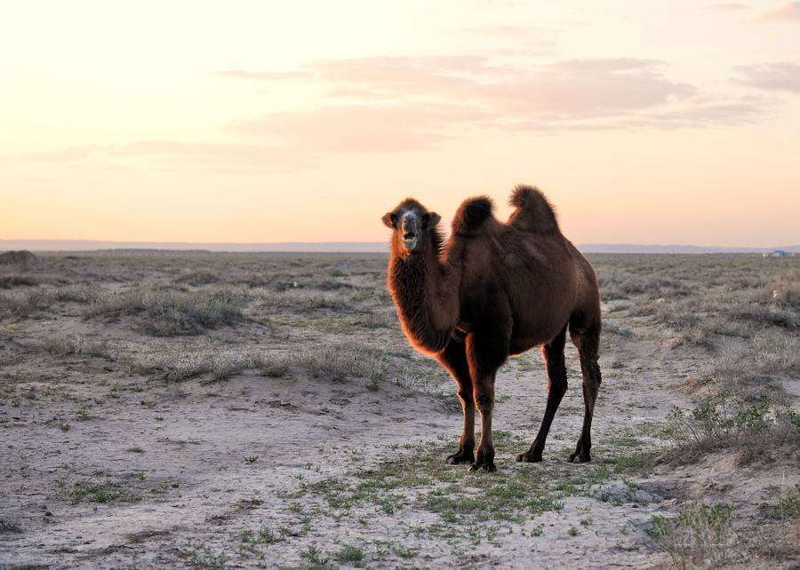 荒原戈壁上的野骆驼
