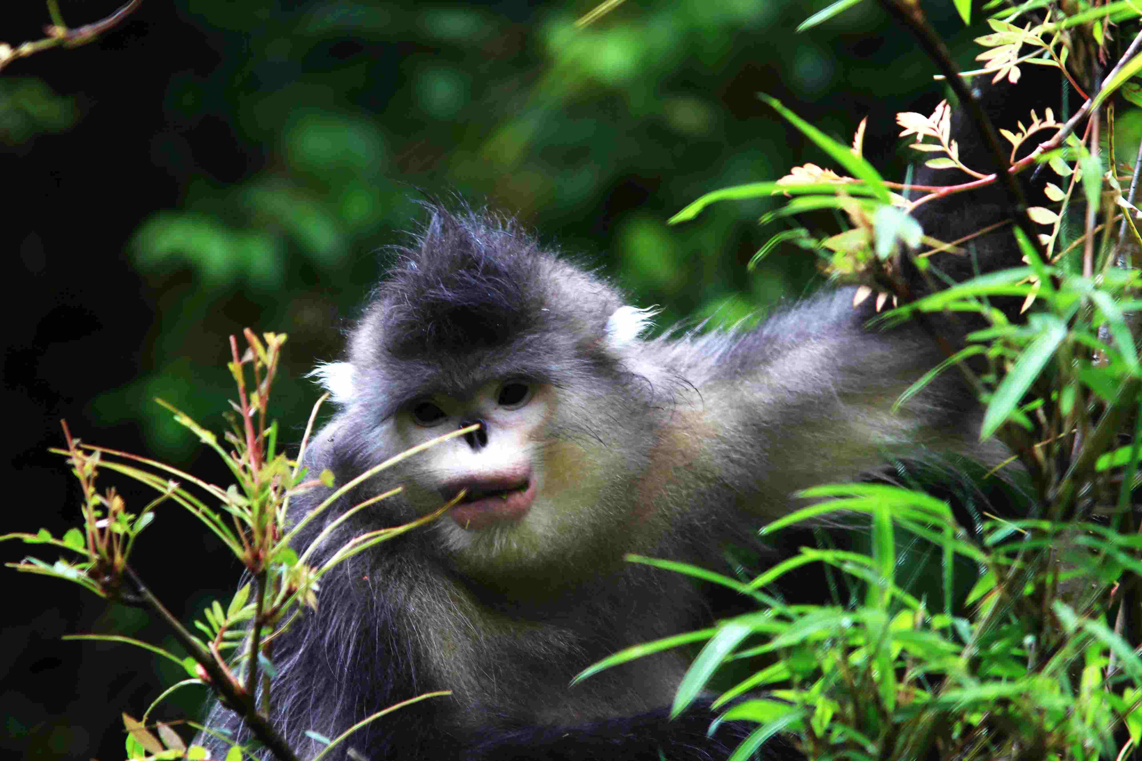 滇金丝猴 - 野生动物版 鸟网