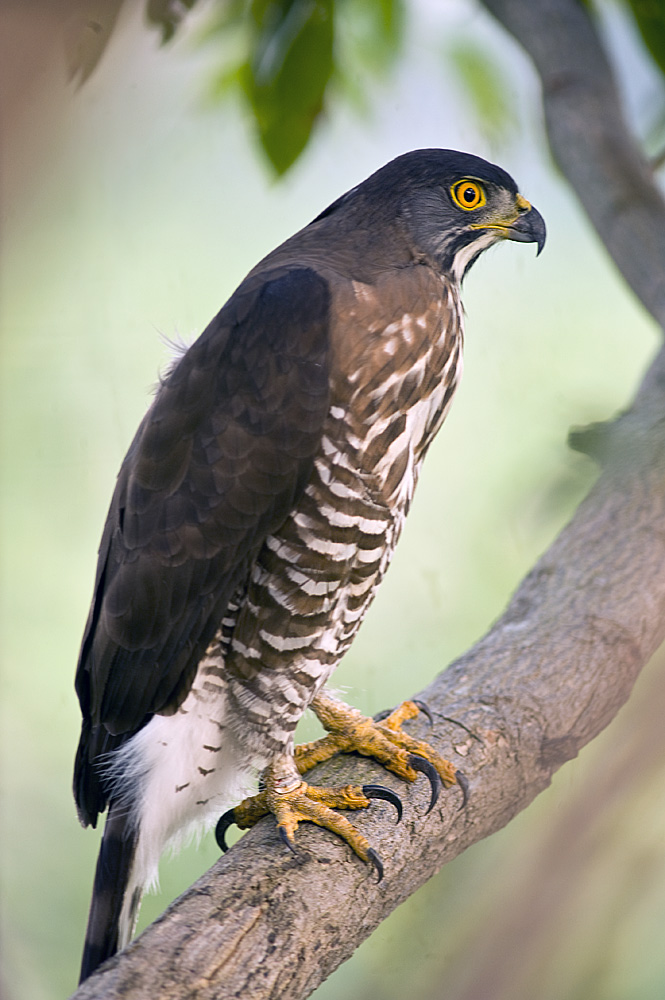 热腾腾的凤头苍鹰(凤头鹰)