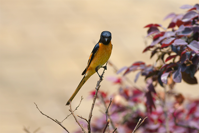 長尾山椒鳥