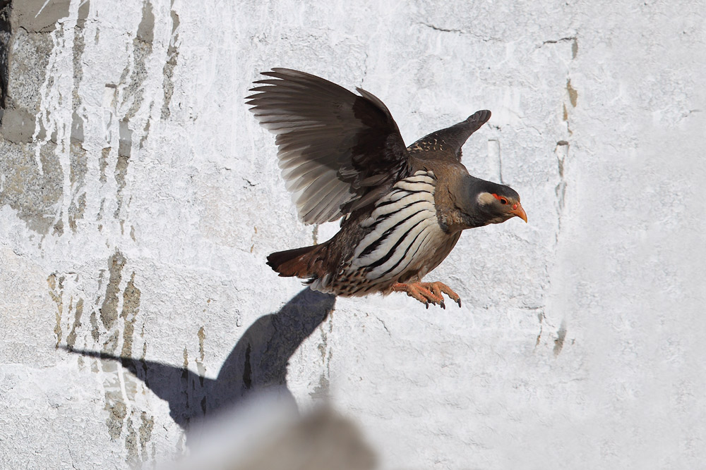 藏雪鸡——西藏行(三)