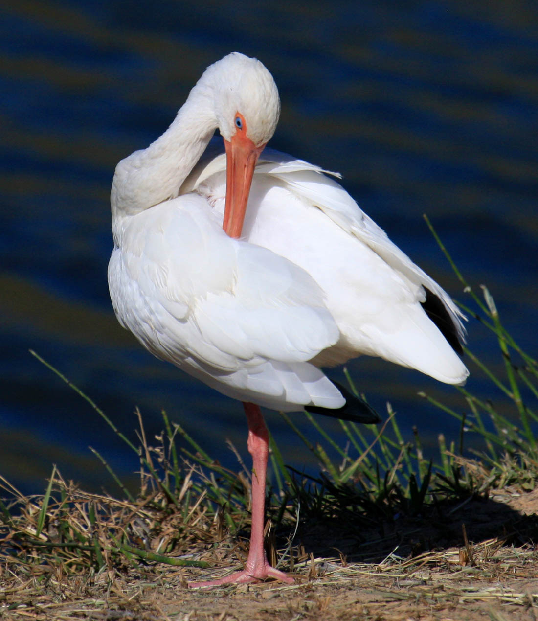 美洲白鹮英译只给我一次谋面机会