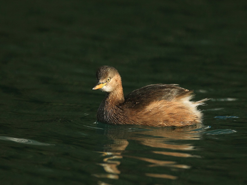小䴙䴘 - 山东版 shandong 鸟网