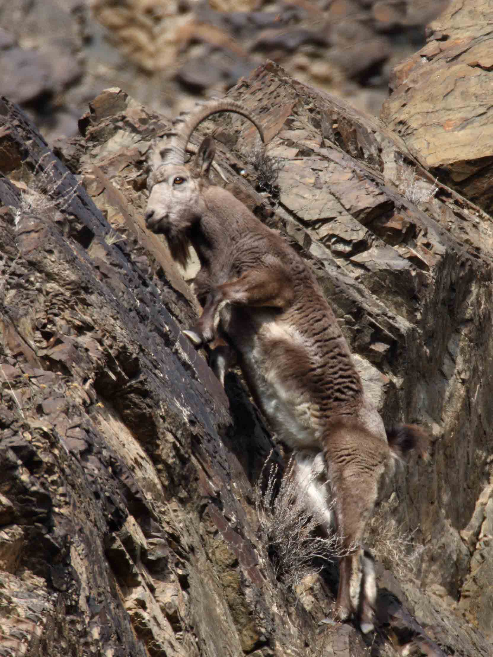北山羊的飞岩走壁作者-常佃学