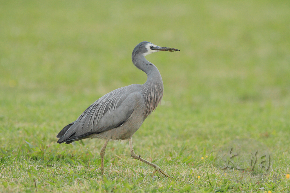 新西兰拍鸟-白脸鹭