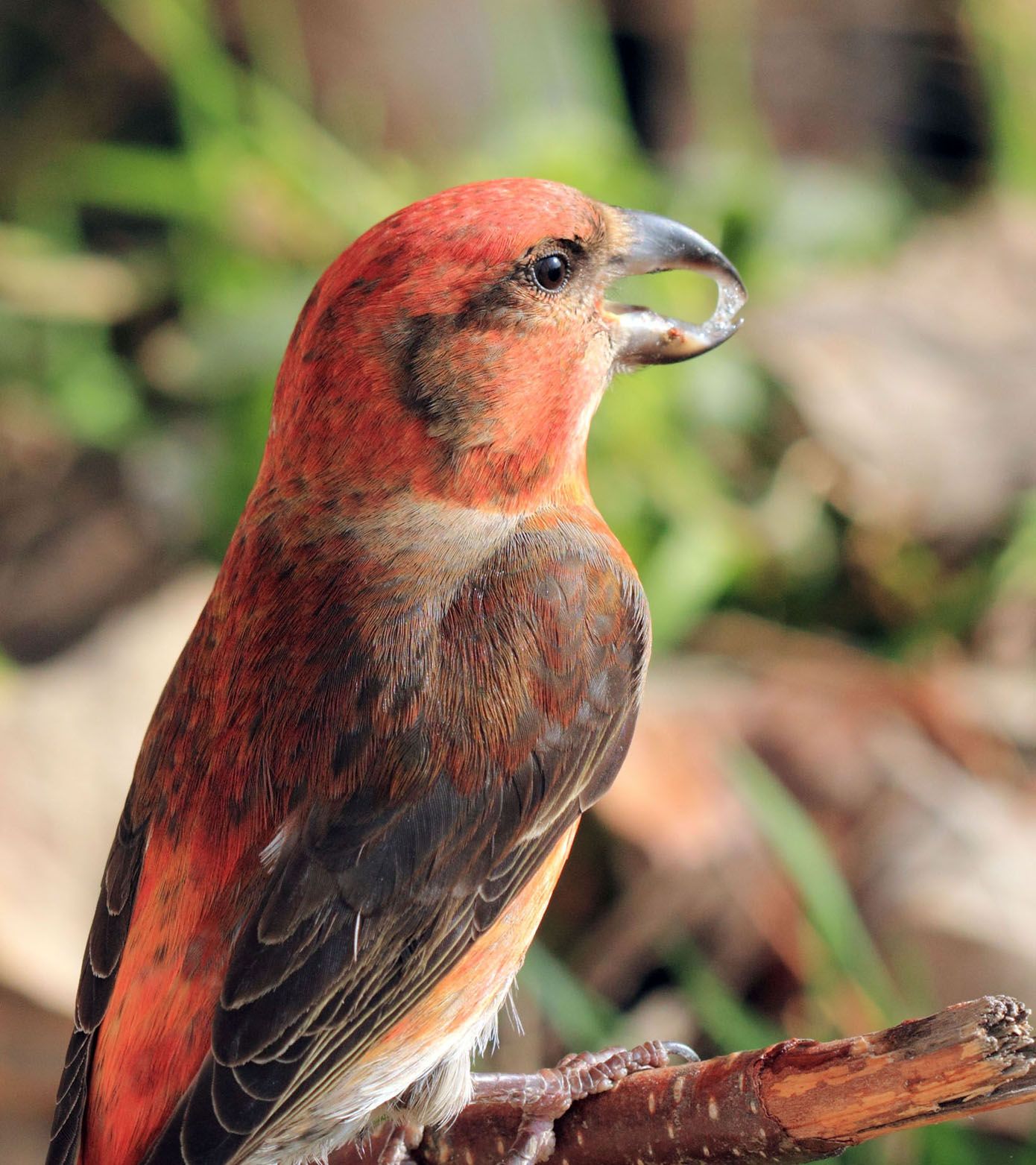 鸟口赏舌三红交嘴雀