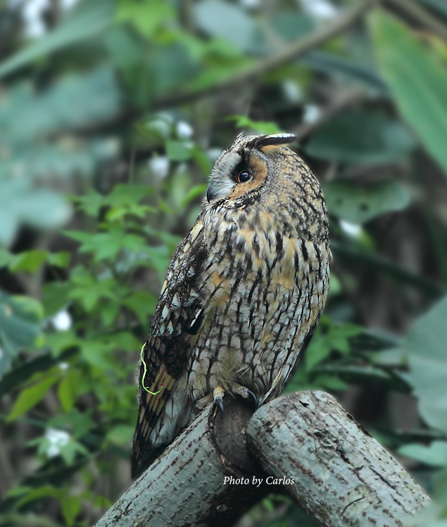 长耳鴞 long-eared owl