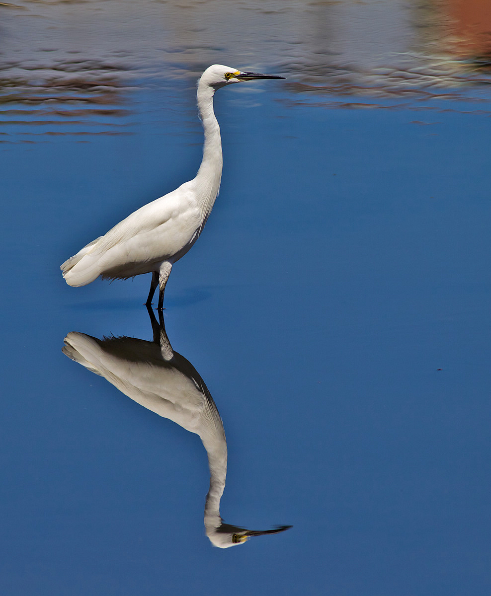 白鹭---对影成双