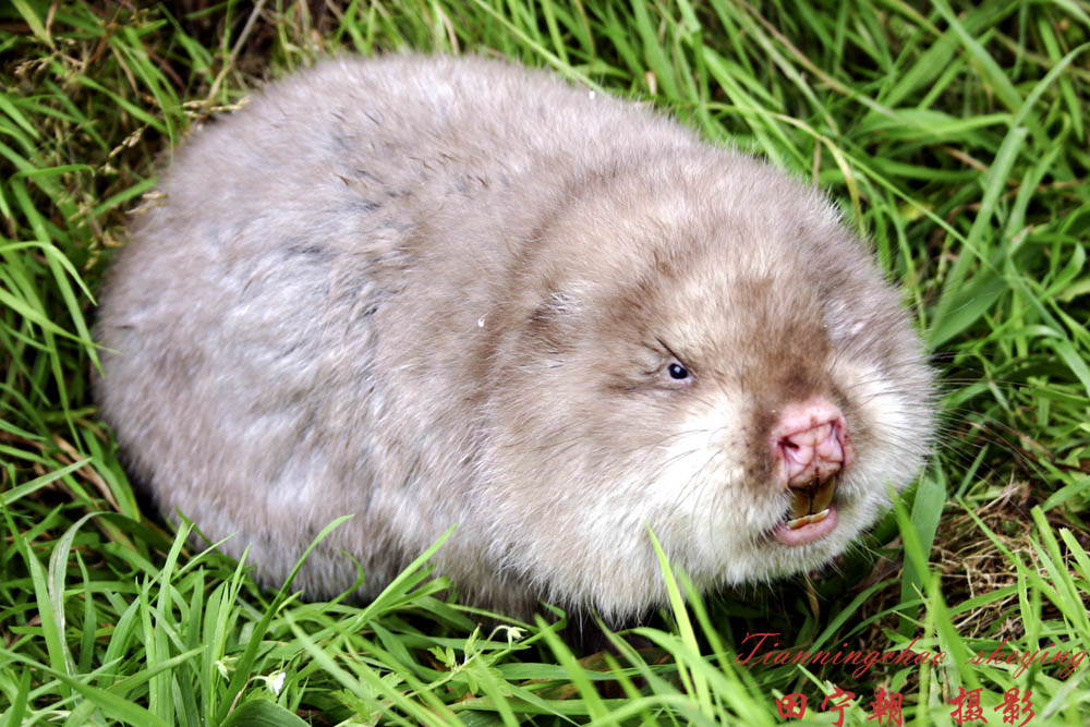 竹鼠- 野生动物 wild animals 鸟网