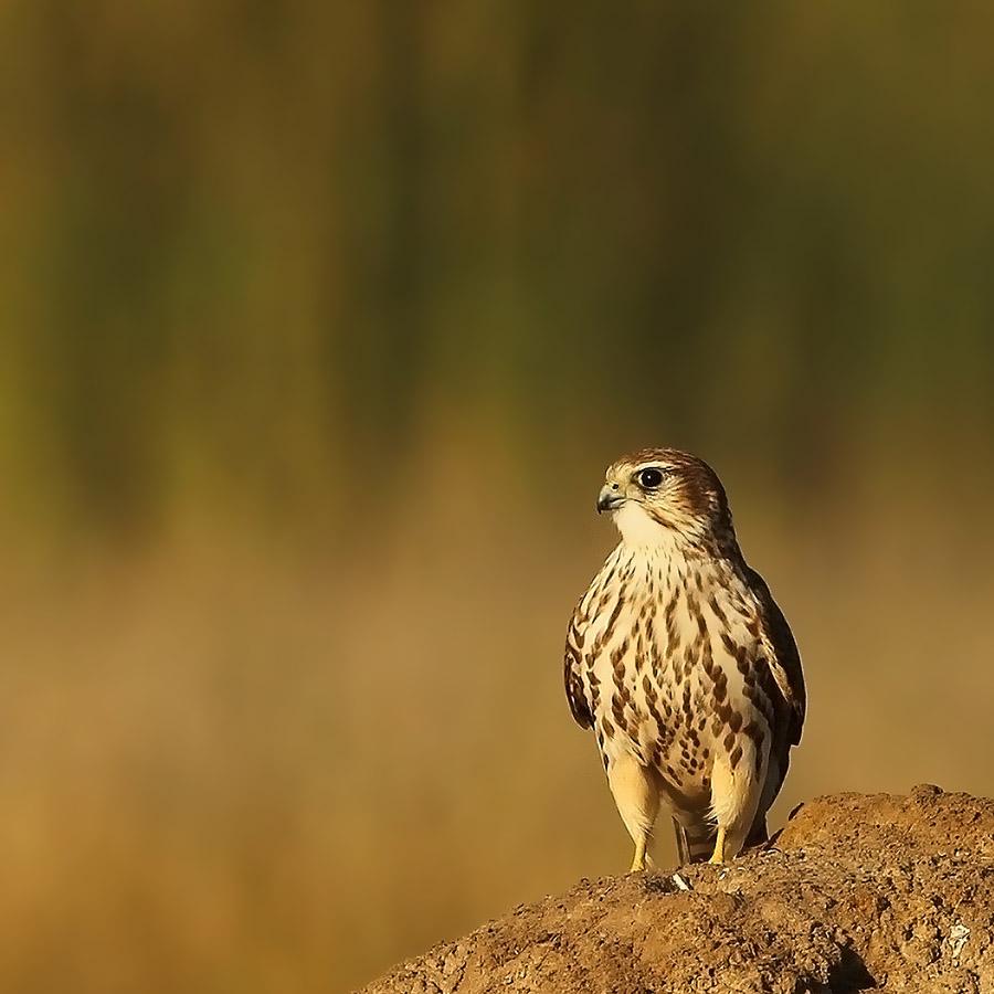 灰背隼晨光中的灰背隼merlin