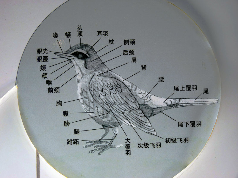 鸟类内部结构图图片