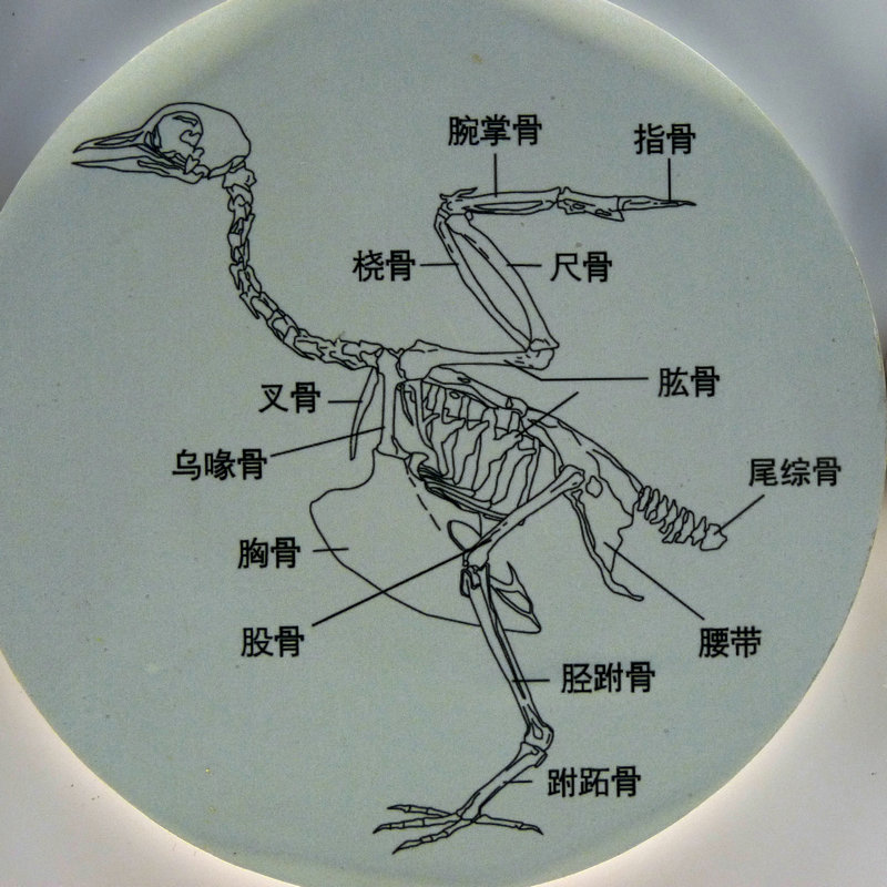 一切为了飞-鸟的身体结构