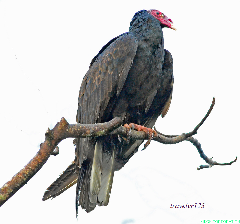 紅頭美洲鷲(turkey vulture)