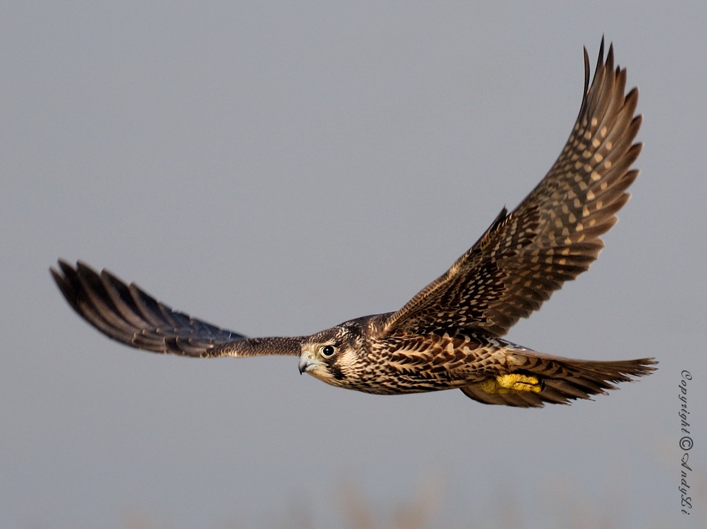 游隼游隼peregrinefalcon