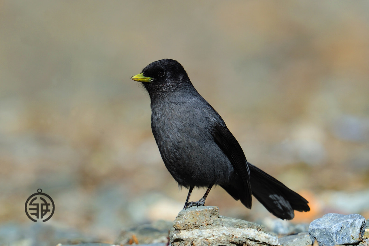 黑头噪鸦 - 第4页 - 鸣禽和攀禽 鸟网