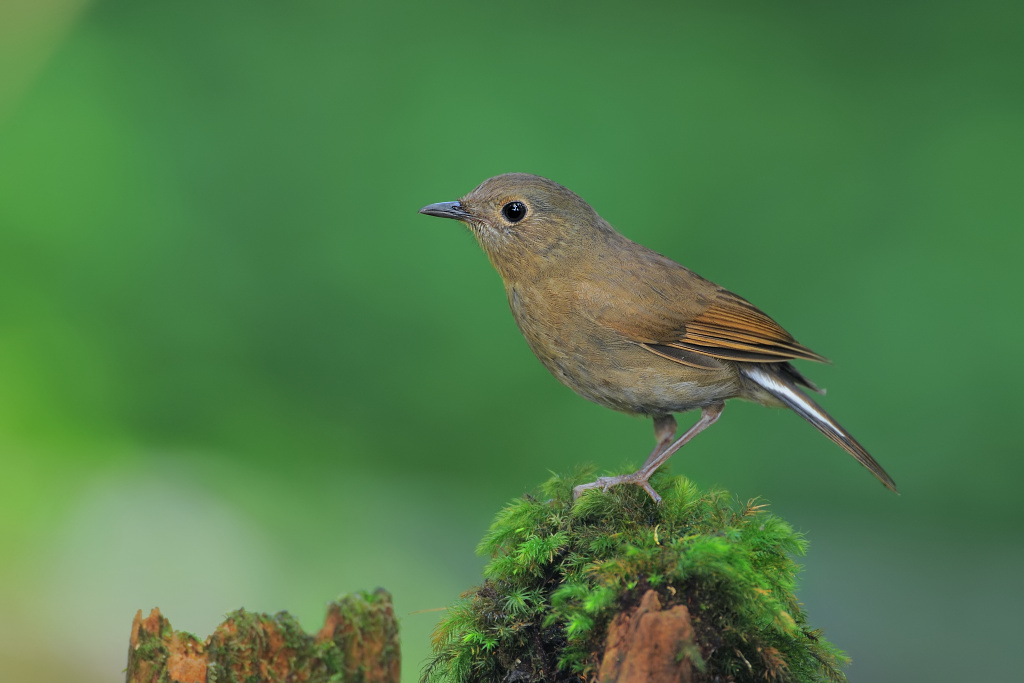 鸟的知识 看图识鸟600