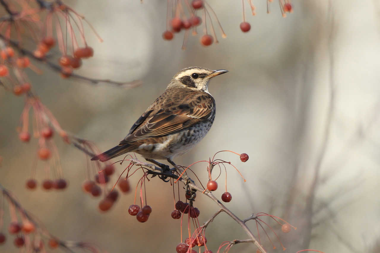 斑鸫采食山丁子