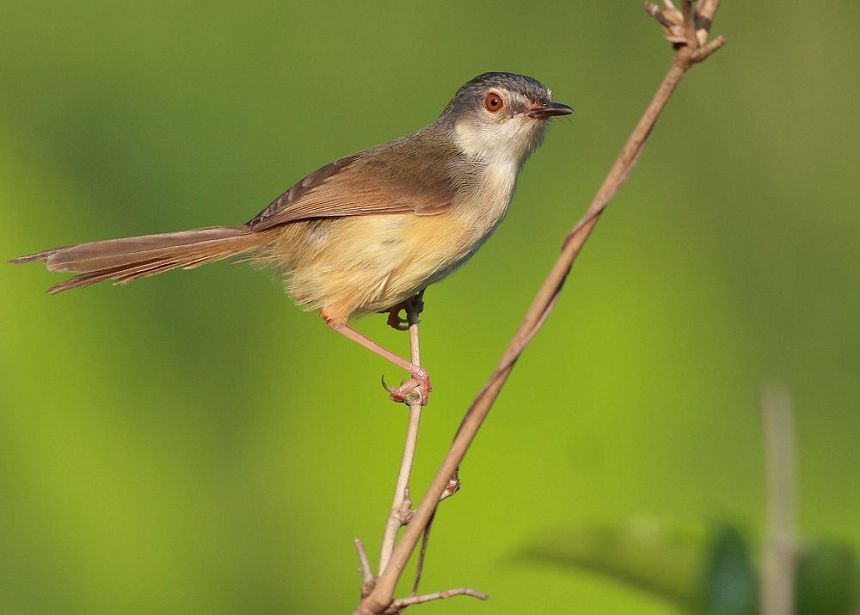 鸟的知识看图识鸟600