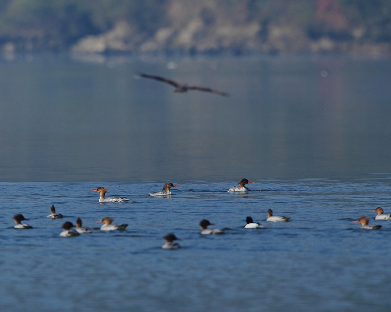隼白头像图片 45125243784975.jpg