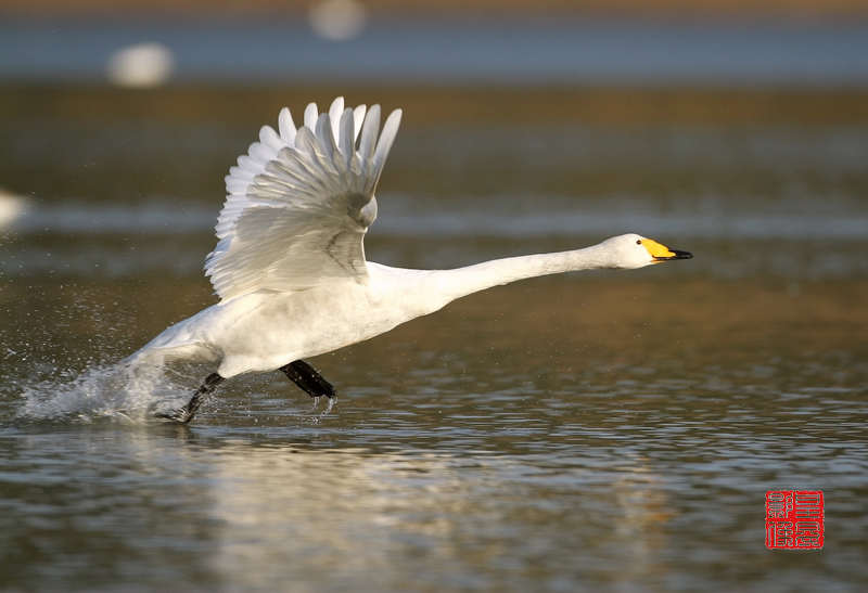一组起飞的白天鹅