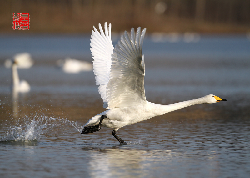 一组起飞的白天鹅