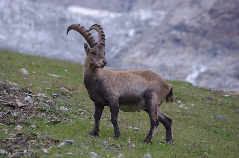 瑞士阿尔卑斯山的野生动物