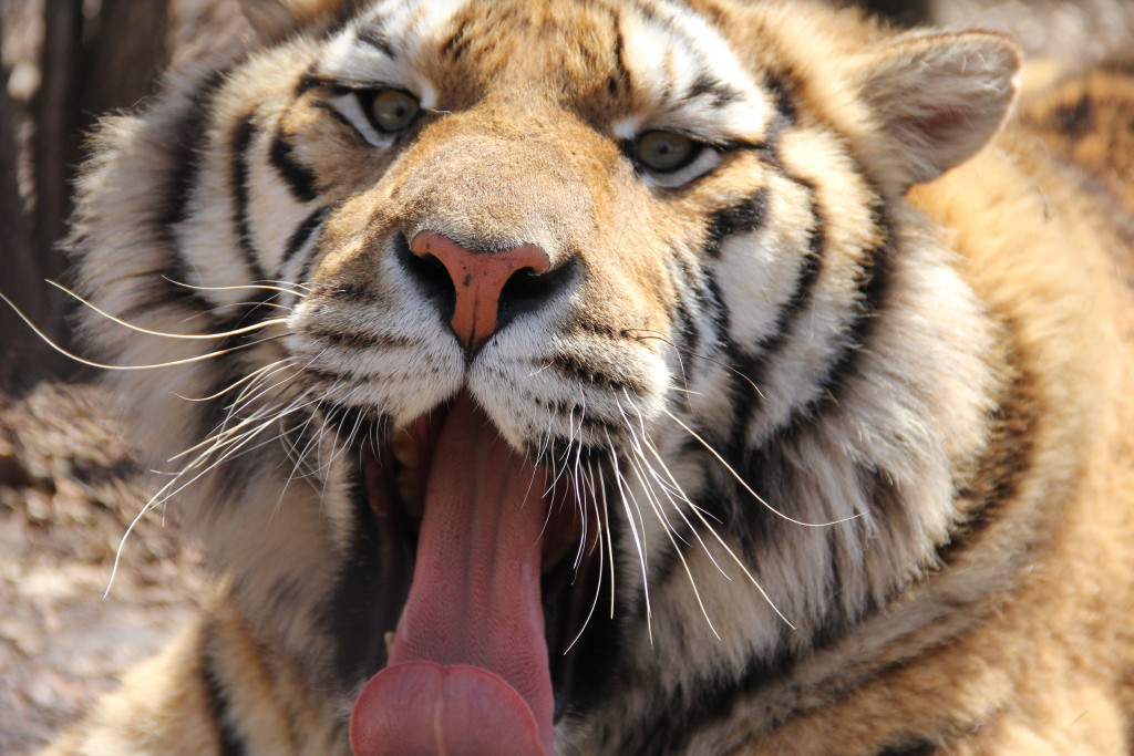 老虎打哈欠的全过程