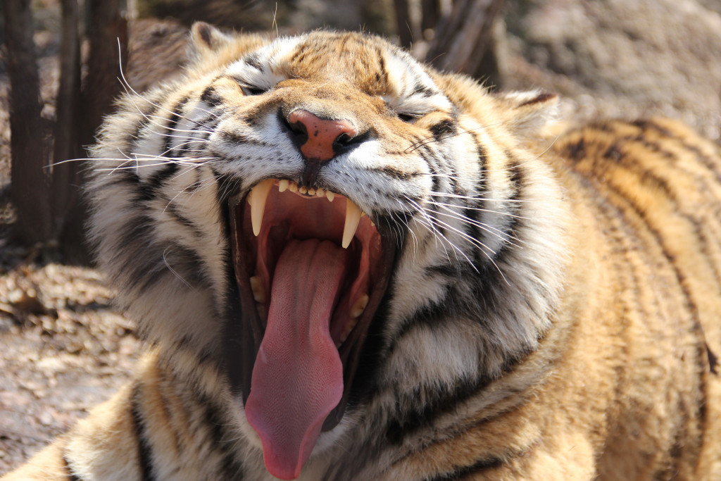 老虎打哈欠的全过程