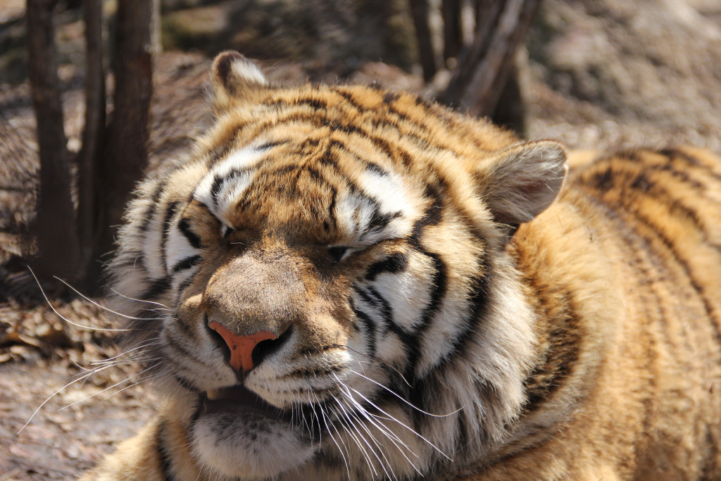 老虎打哈欠的全过程