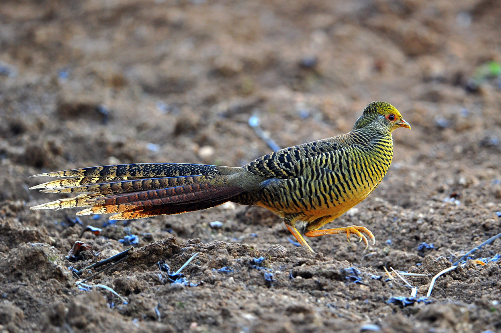 青年时代的红腹锦鸡