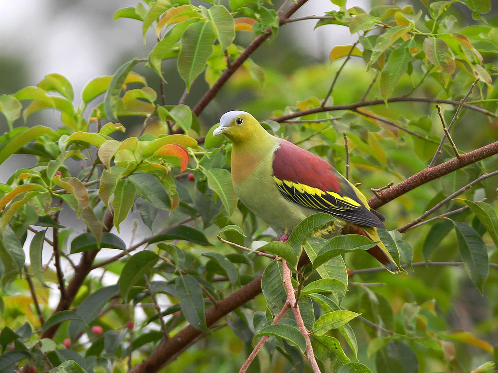 鸟的知识 看图识鸟600