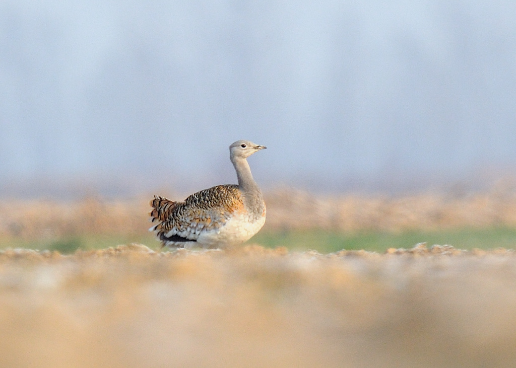 大宝! - 河北版 hebei 鸟网