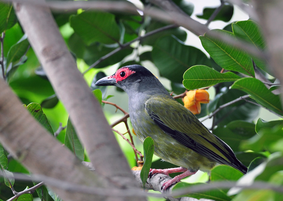 新的收获1关注宝儿老师指点绿裸眼鹂