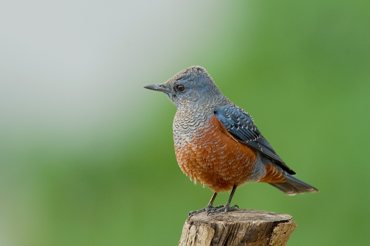 (蓝矶鸫)蓝矶鸫
