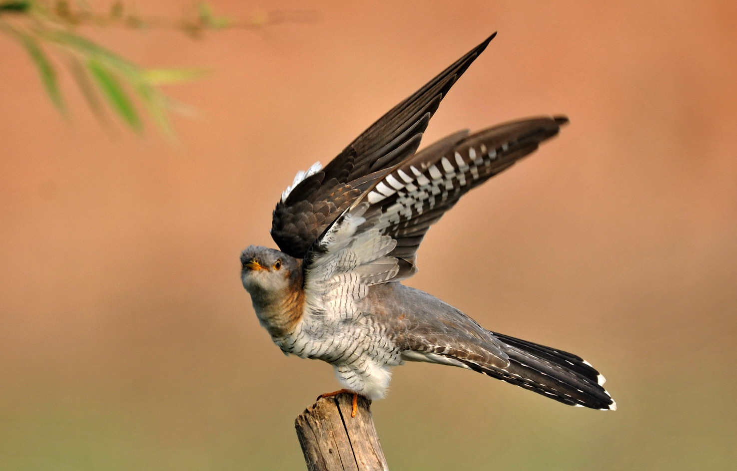 杜鹃一组 - 河南省第30届"爱鸟周"全国野生鸟类摄影大赛(结束) 鸟网