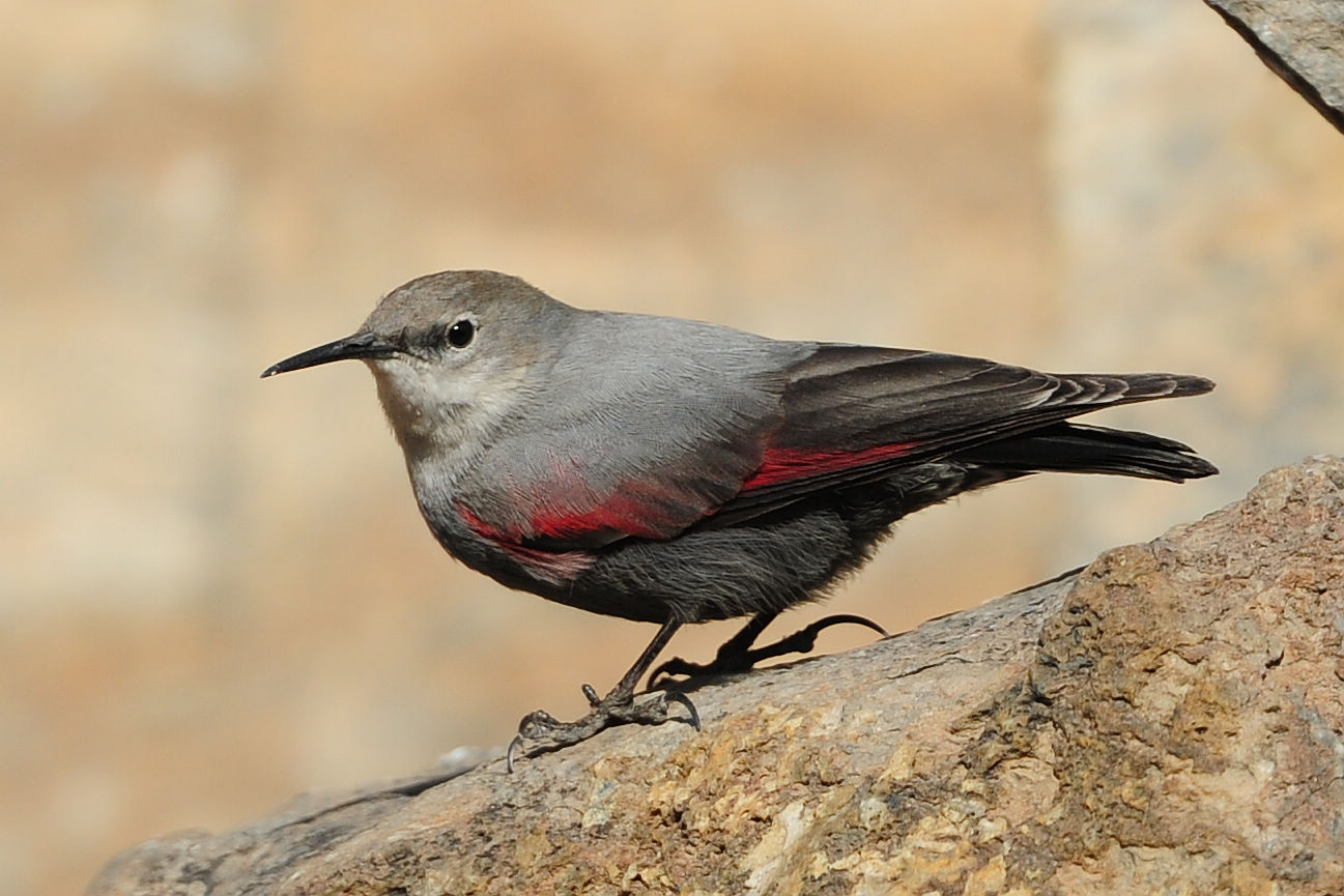 再发一组红翅旋壁雀