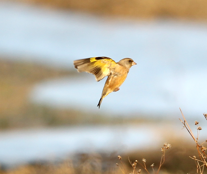 天上飞来金翅鸟
