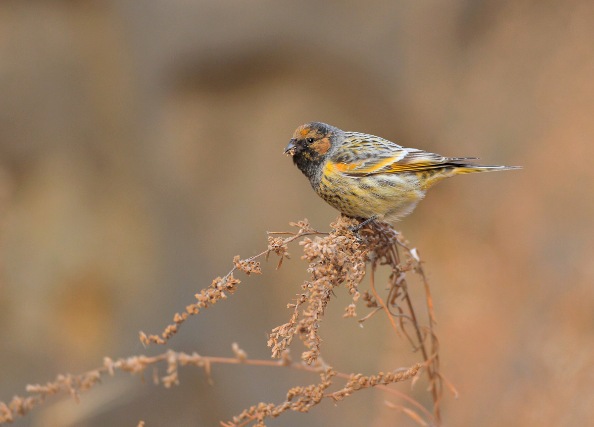 (金额丝雀)金额丝雀蓝头红尾鸲(大图)