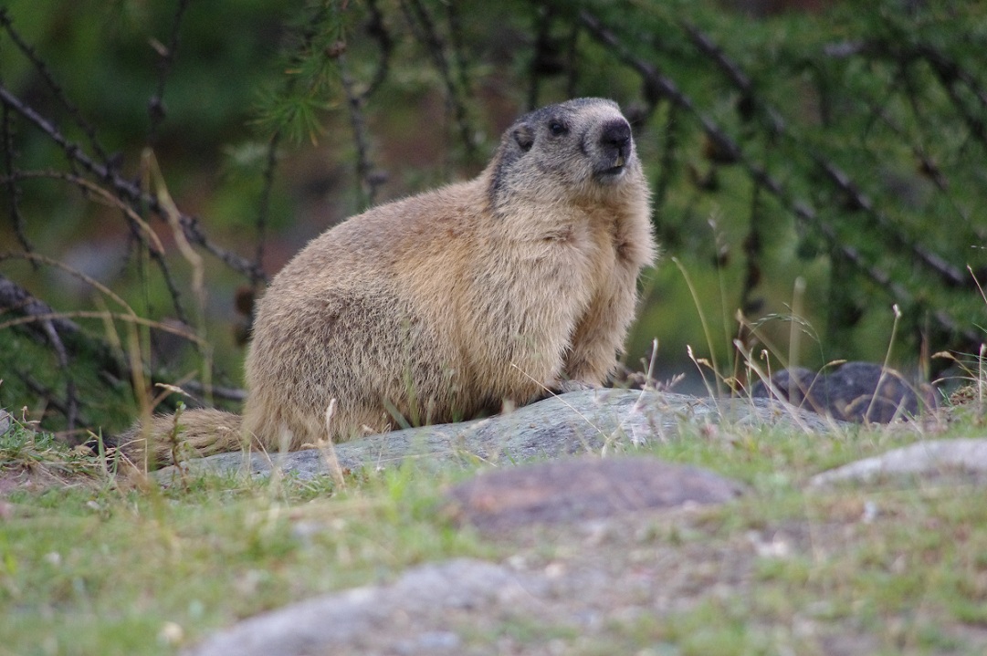 瑞士阿尔卑斯山的野生动物