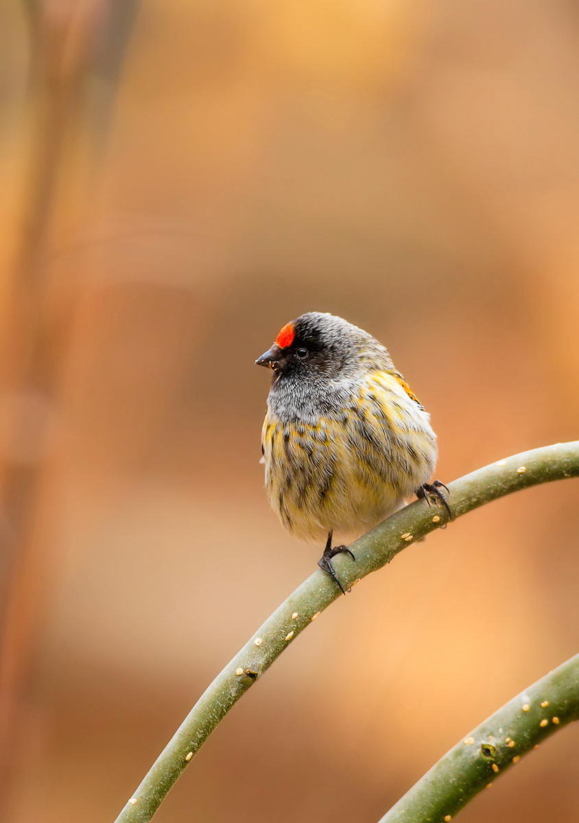 (金额丝雀)金额丝雀蓝头红尾鸲(大图)
