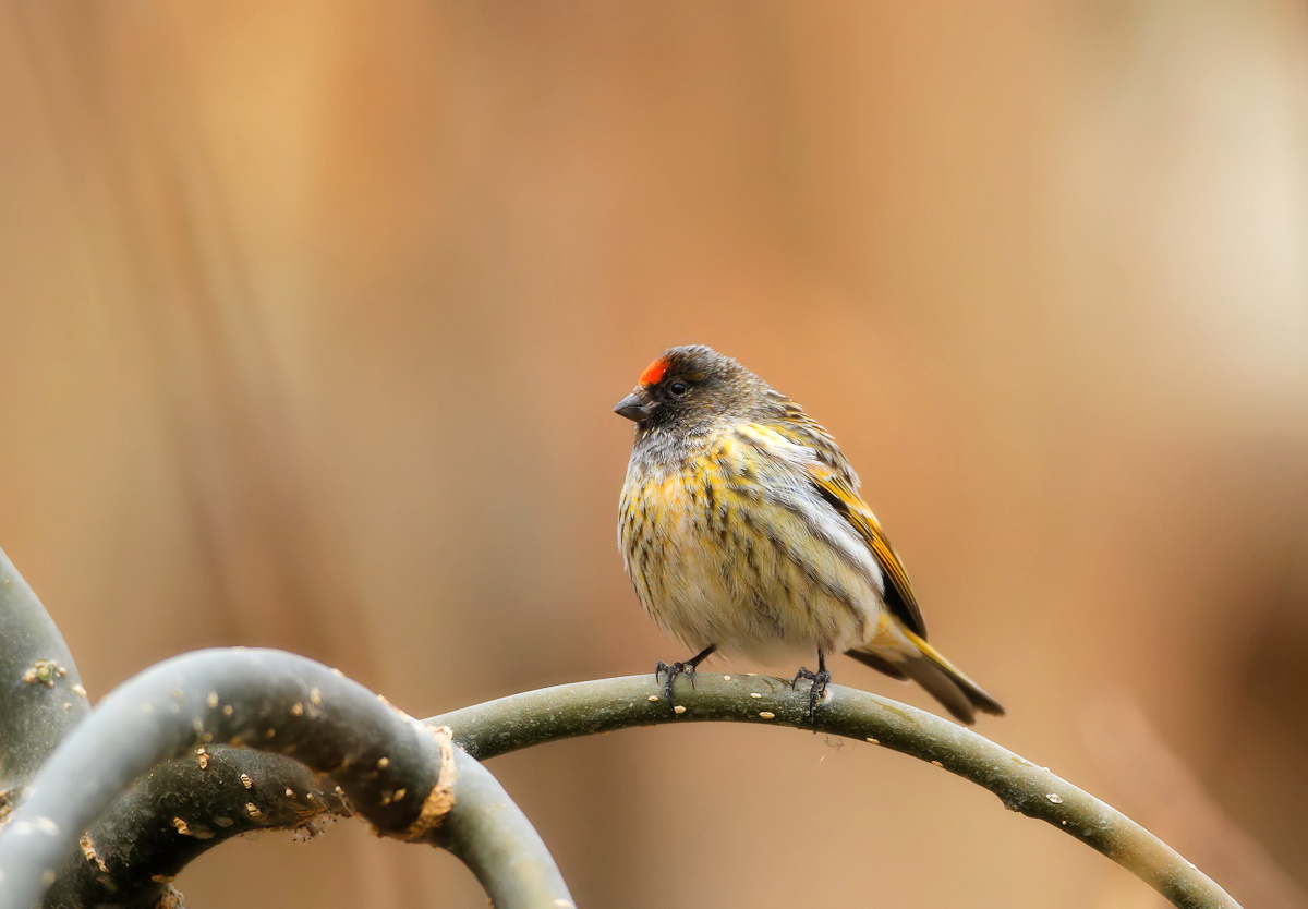 (金额丝雀)金额丝雀蓝头红尾鸲(大图)