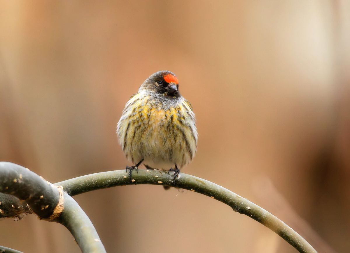 (金额丝雀)金额丝雀蓝头红尾鸲(大图)