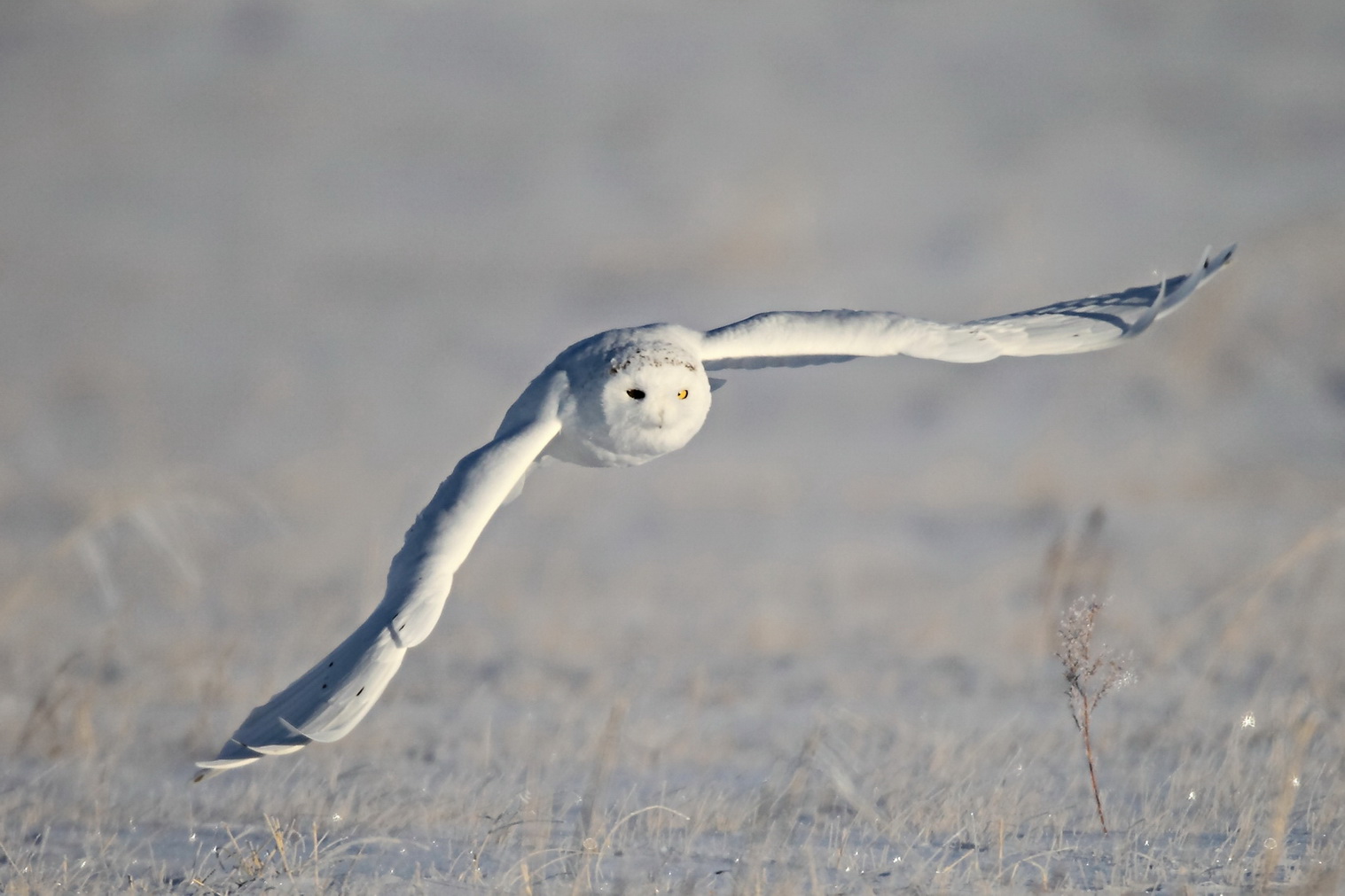 (雪鸮)白猫…雪枭